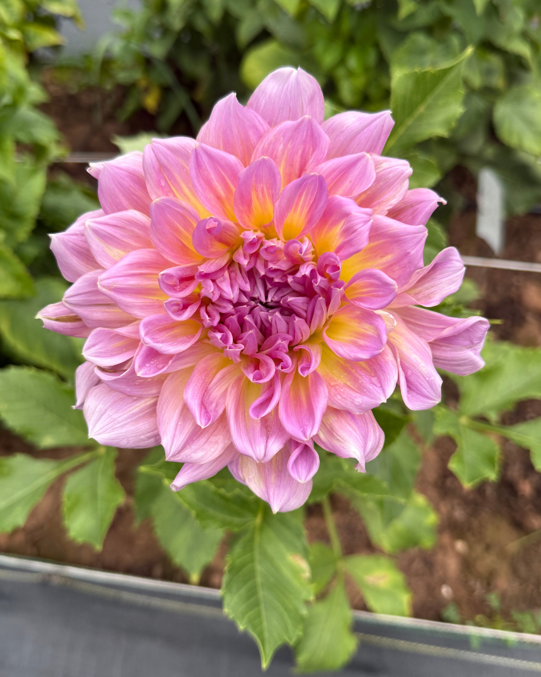 Strawberry Ice Dahlia Tuber – Large Soft Pink Blooms for Cutting